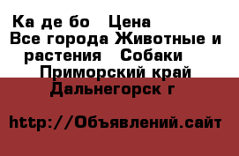 Ка де бо › Цена ­ 25 000 - Все города Животные и растения » Собаки   . Приморский край,Дальнегорск г.